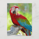 Search for background colour postcards Avian