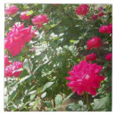 Search for fuchsia tiles Nature