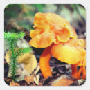 Search for wild mushroom stickers Fungi
