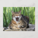 Search for yawn postcards Cute