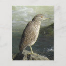 Search for night heron postcards Animals