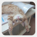 Search for ginger kitty stickers Feline