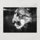 Search for panther postcards Big cat