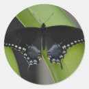 Search for swallowtail stickers Insect