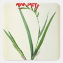 Search for gladiolus stickers Botanical