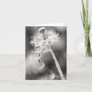Search for medicinal plants postcards Herb