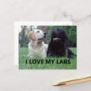 Search for cute chocolate lab puppy postcards Dog