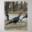 Search for wild turkey posters Photography