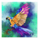 Search for colourful parrot posters Exotic