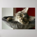 Search for kitten posters Maine coon