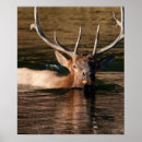 Search for cervus posters Animal