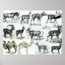 Search for horned mammal posters Mammals