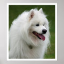 Search for samoyed posters White