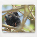 Search for wetland mousepads Pond