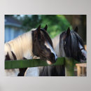 Search for gypsy horse posters Bob langrish