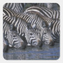 Search for game reserve stickers Nature