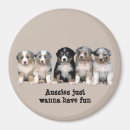 Search for aussie shepherd magnets Herding