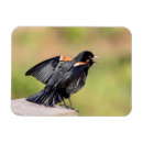 Search for blackbirds magnets Wildlife