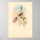 Search for pink orchid posters Hummingbirds