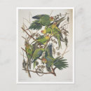 Search for birds of america postcards Ornithology