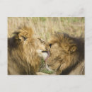 Search for masai mara postcards Panthera leo