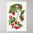 Search for leaf blackberry posters Blackberries