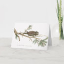 Search for cute chameleon postcards Nature