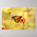 Search for monarchs posters Animal