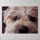 Search for wheaten terrier art Puppy