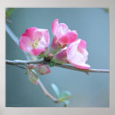 Search for apple blossoms posters Outdoors