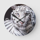 Search for tigers photography White tiger