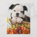 Search for affectionate cards Animal