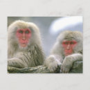 Search for japanese snow monkeys postcards Macaque