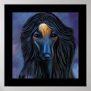 Search for afghans posters Afghan hounds