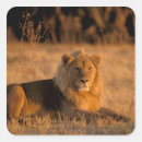 Search for peak stickers Lion