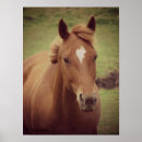 Search for gelding posters Sorrel