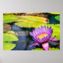Search for water lily pond posters Lotus