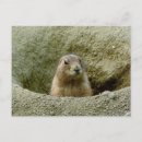 Search for marmot postcards Groundhog
