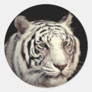Search for bengal tiger stickers Feline