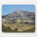 Search for olive grove Tree