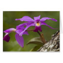 Search for cattleya orchid postcards Growth