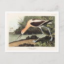 Search for birds of america postcards John james audubon