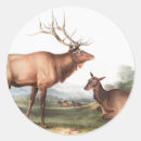 Search for wild elk stickers Mammal