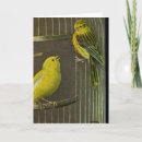 Search for canary bird cards Canaries