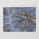 Search for tree design postcards Usa