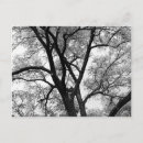 Search for limbs postcards Photography