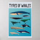 Search for whale gifts Orca