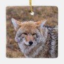 Search for coyote christmas tree decorations Wolf