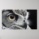 Search for owl feather posters Wildlife