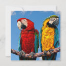 Search for macaws invitations Birds